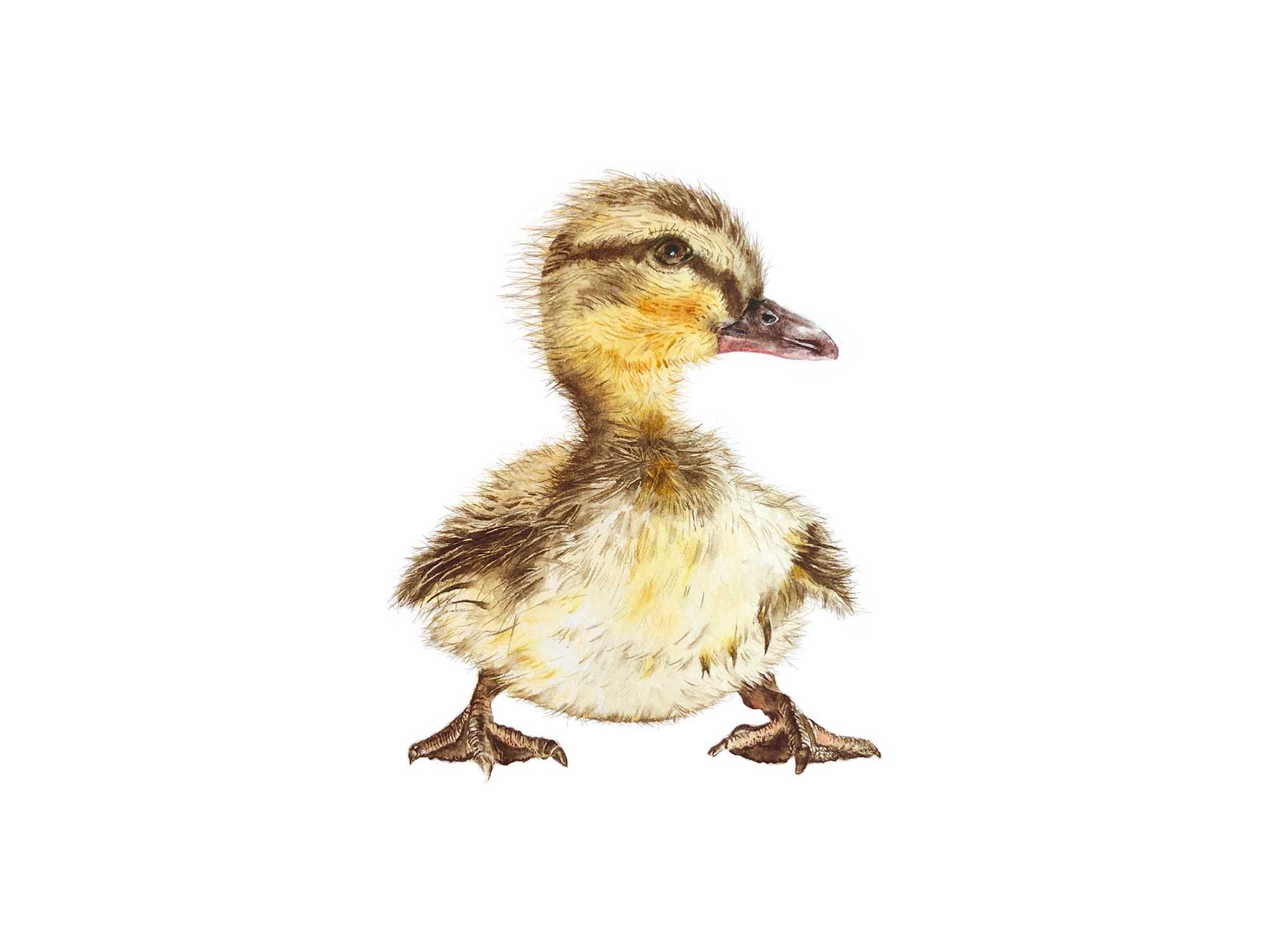Slider05-Eendje-2-duckling2