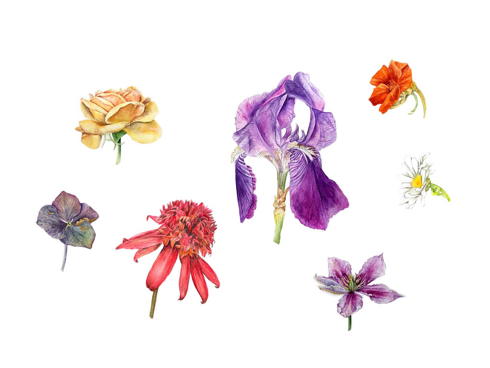 Slider07-Bloemknoppen-Flowerheads2