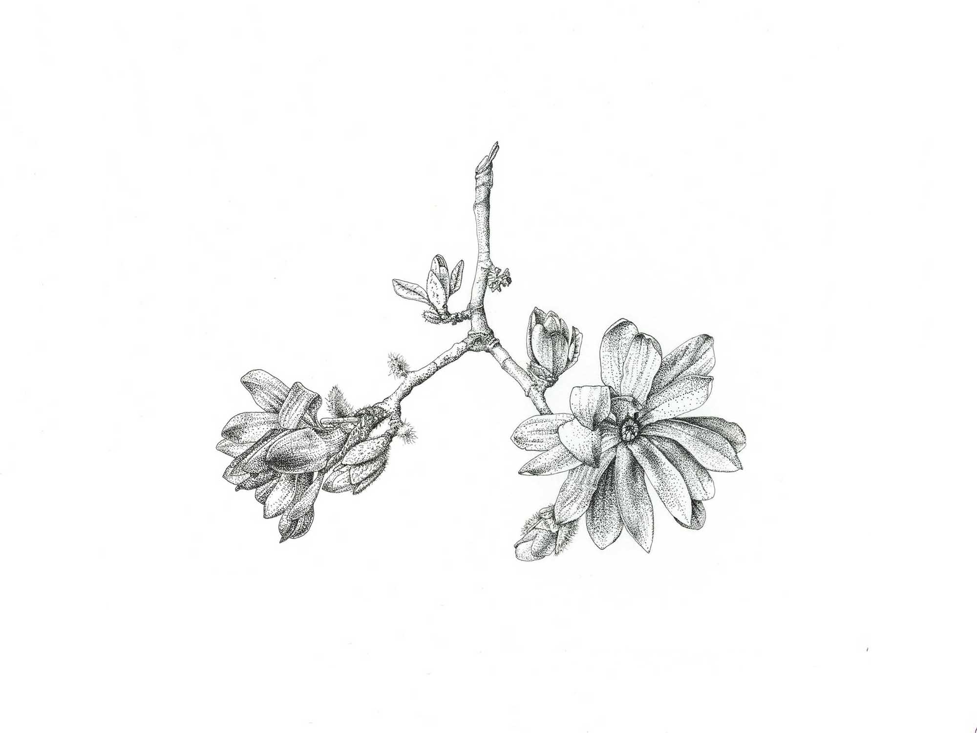 Slider02-Magnolia-stippling-2-DT