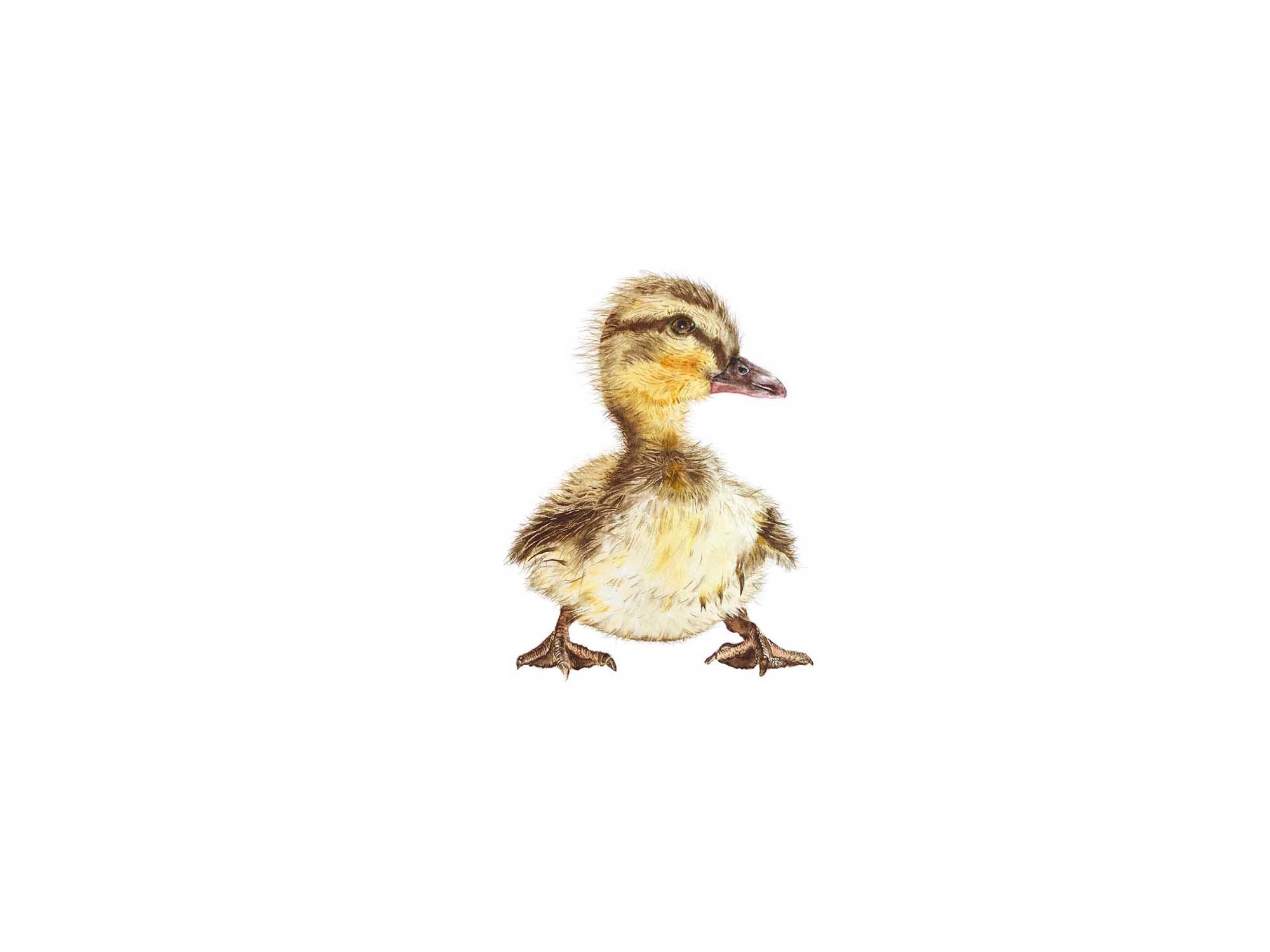 Slider05-Eendje-2-duckling2-DT