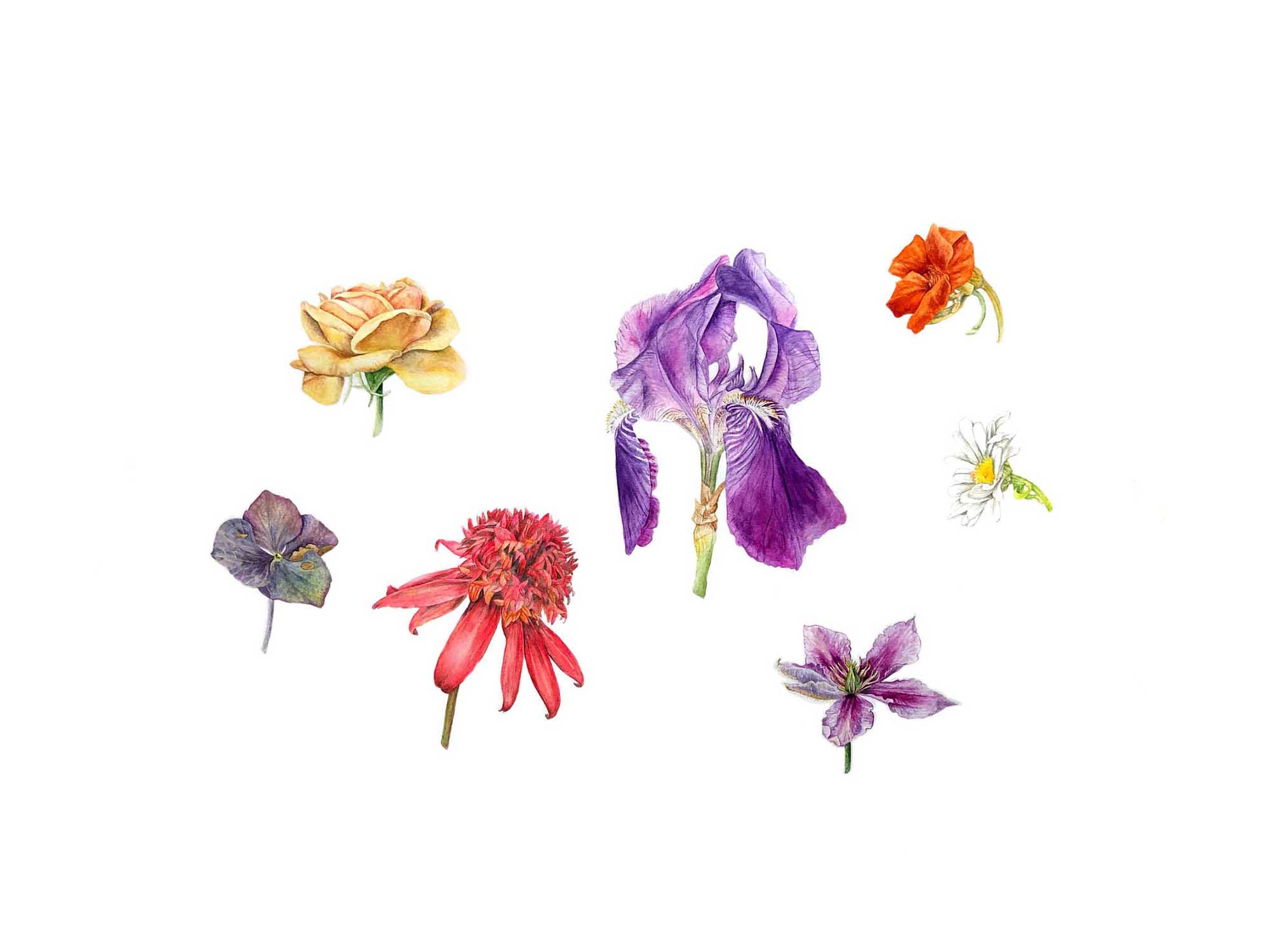 Slider07-Bloemknoppen-Flowerheads2-DT